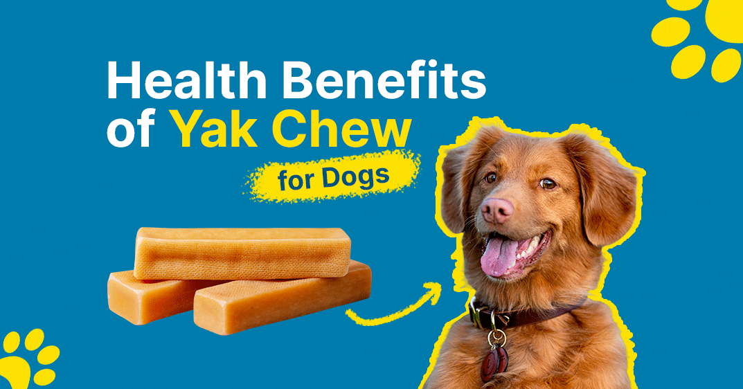 10 Health Benefits of Yak Chew for Dogs