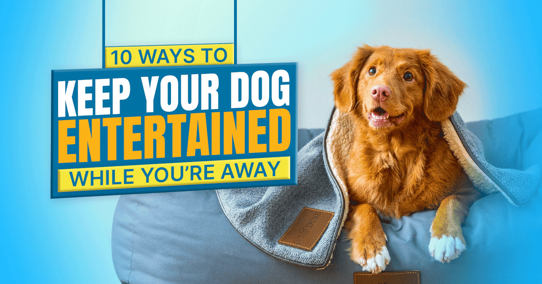 10 Ways to Keep Your Dog Entertained While You’re Away