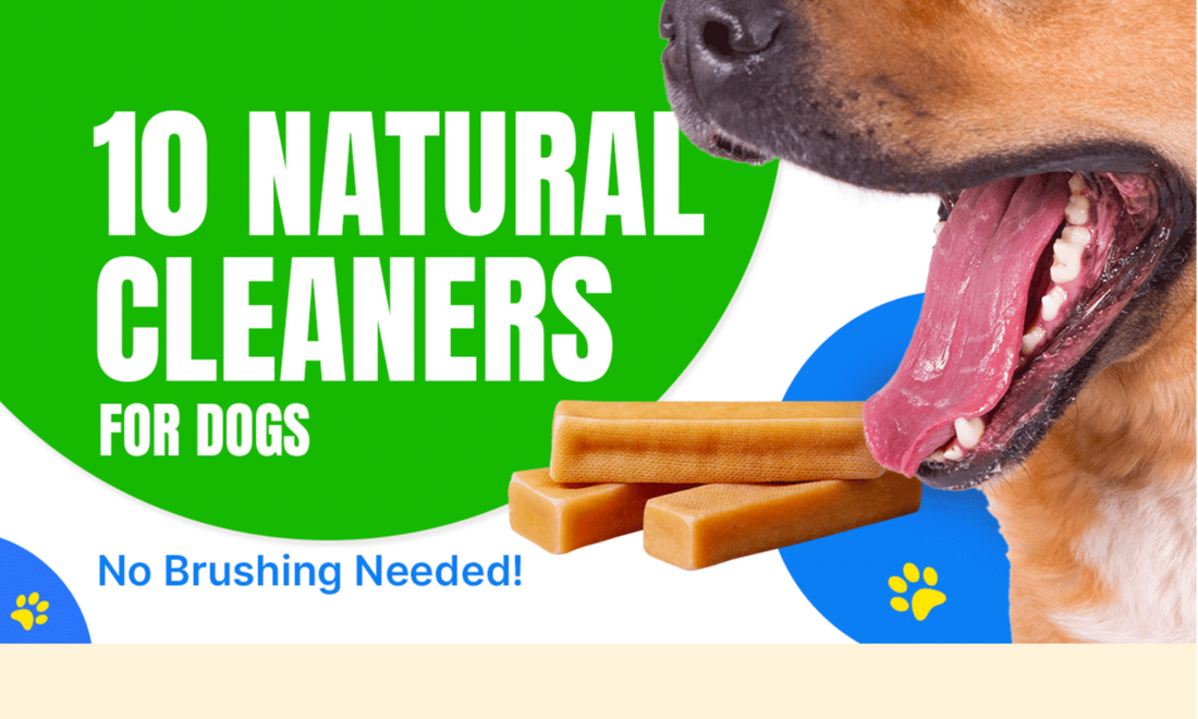 10 Ways to Clean Your Dog's Teeth Naturally without Brushing