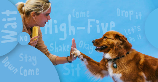 15 Essential and Basic Dog Training Commands - Tibetan Dog Chew