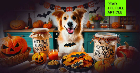 7 Safe Homemade Halloween Dog Treats