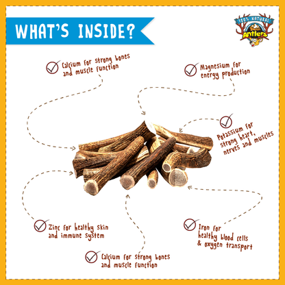 What is inside inside antler?