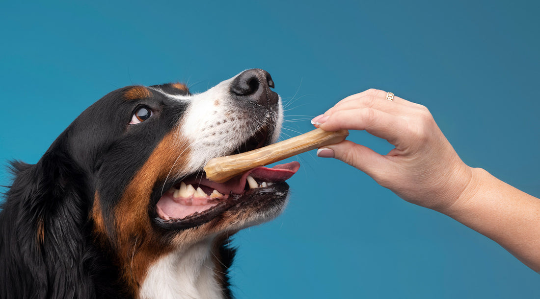 5 Tips to Properly Supervise Your Dog with Dog Chews