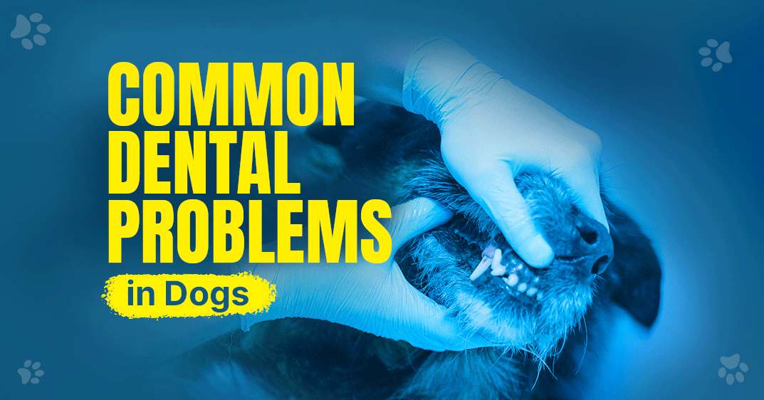 Common Dental Problems in Dogs