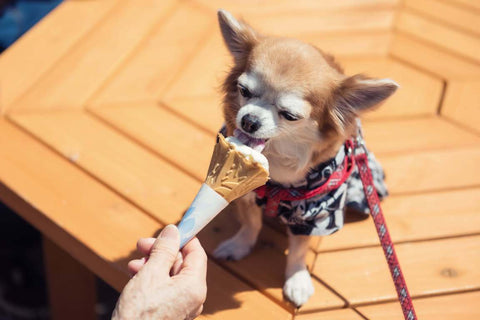 Chihuahua licking ice cream