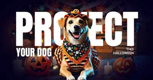 Halloween Safety Tips for Dogs: Keep Your Pup Calm and Protected