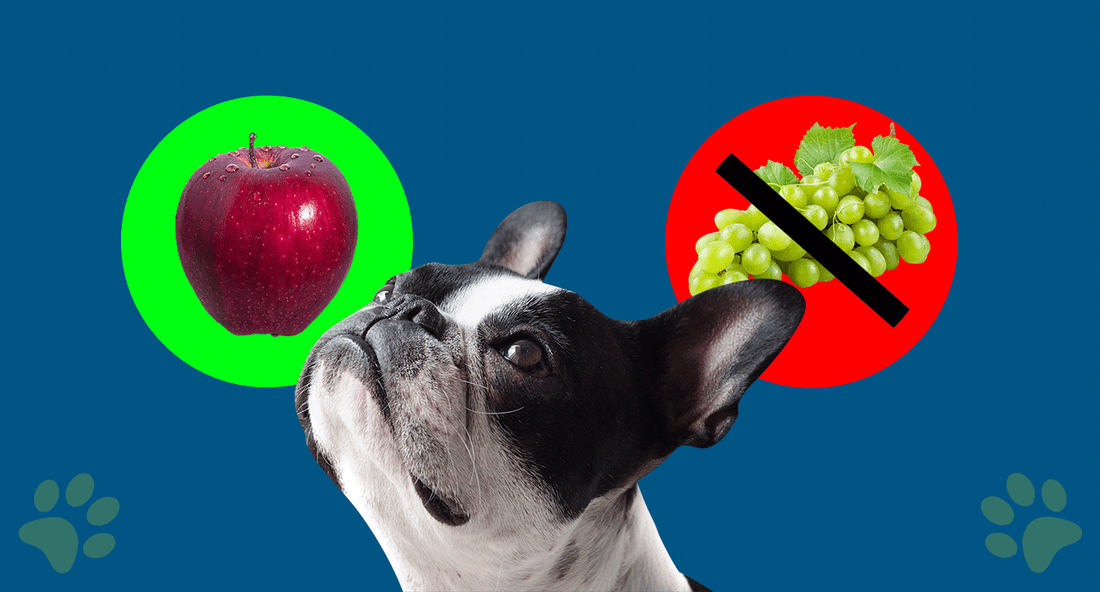 Safe Fruits for Dogs to Eat, A dog confused between safe and unsafe fruits