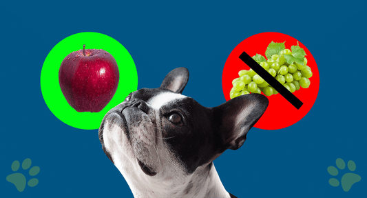 Safe Fruits for Dogs to Eat, A dog confused between safe and unsafe fruits