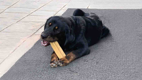 A dog enjoying Tibetan Dog Chew, a long-lasting yak cheese dog chew.