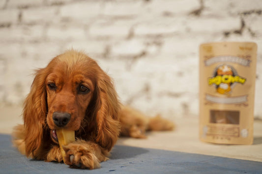 dog enjoying yak cheese dog chew