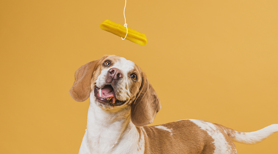 Guide to Dog Chews for Sensitive Stomachs