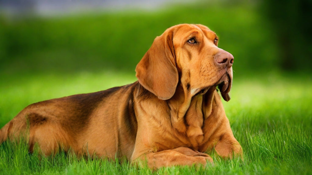 Bloodhound: Traits, Health, Diet and Care