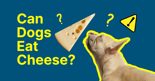 Can Dogs Eat Cheese? Know all about cheese for dogs