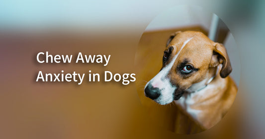 Can Dog Chews Help with Dog Anxiety?