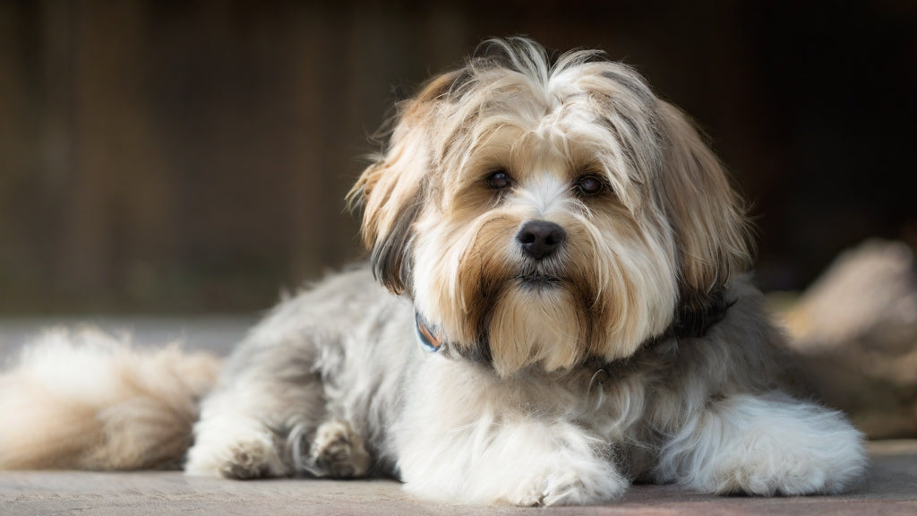 Dandie Dinmont Terrier: Traits, Health, Diet and Care