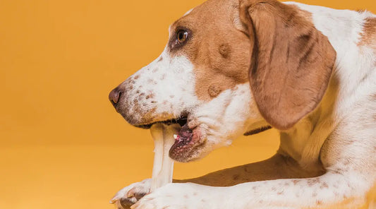 Top 10 Gluten-Free Dog Treats and Chews