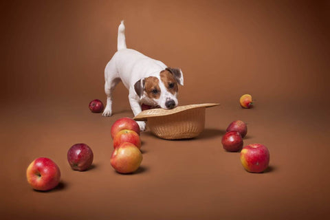 A Jack Russell Terrier posing alongside red apples.