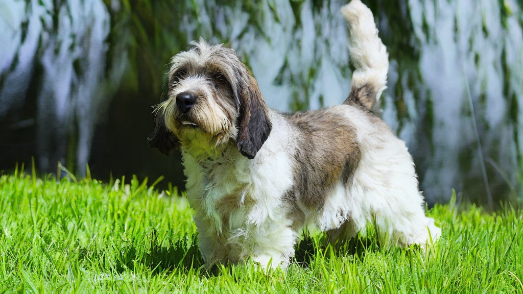 Grand Basset Griffon Vendeen: Traits, Health, Diet and Care