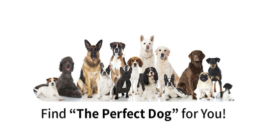 Tips to Choose the Right Dog Breed for Your Lifestyle