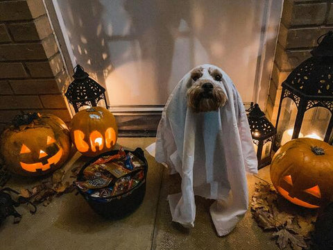 dog wearing a spooky ghost halloween costume with halloween decorations