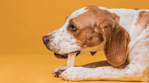 Dog gnawing on chew treats