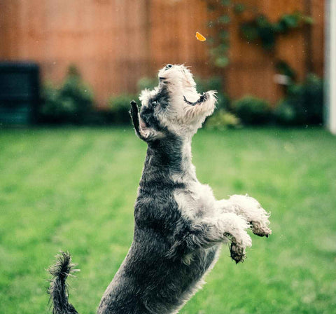 Dog eating a soft training treat