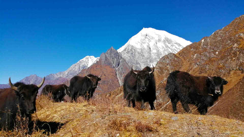 Yaks in the Himalayan region of Nepal