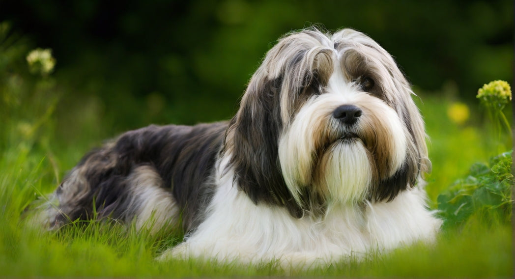 Caring for Tibetan Terriers: Health and Training